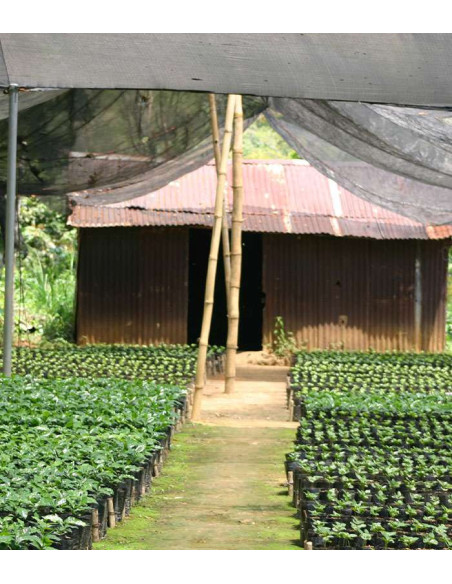 Terramoka Inès – Café bio moulu 250 g – Papouasie