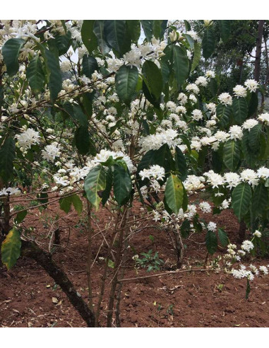 Mr Albert Terramoka – Moulu bio 250 g – Pérou