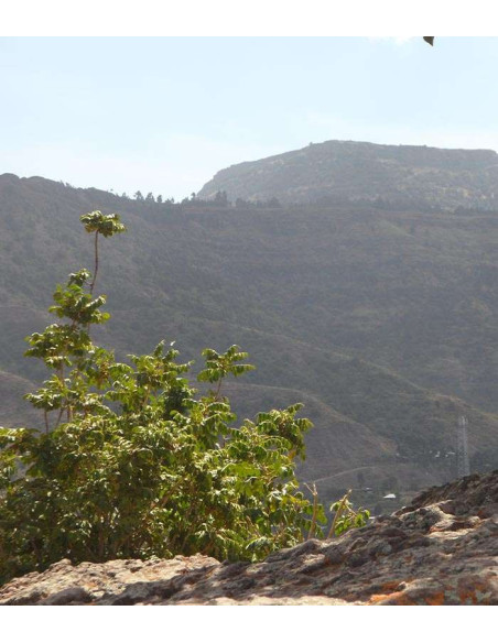 Arthur Terramoka – Moulu bio 250 g – Brésil & Tanzanie