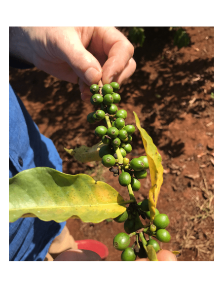 Terramoka Oscar – Grains bio 500 g – Éthiopie Sidamo